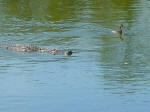 Alligator